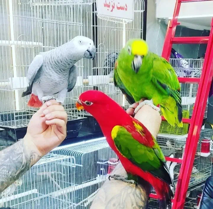 طوطی، راهب ،کاکادو، لوری، آمازون|پرنده|تهران, دردشت|دیوار