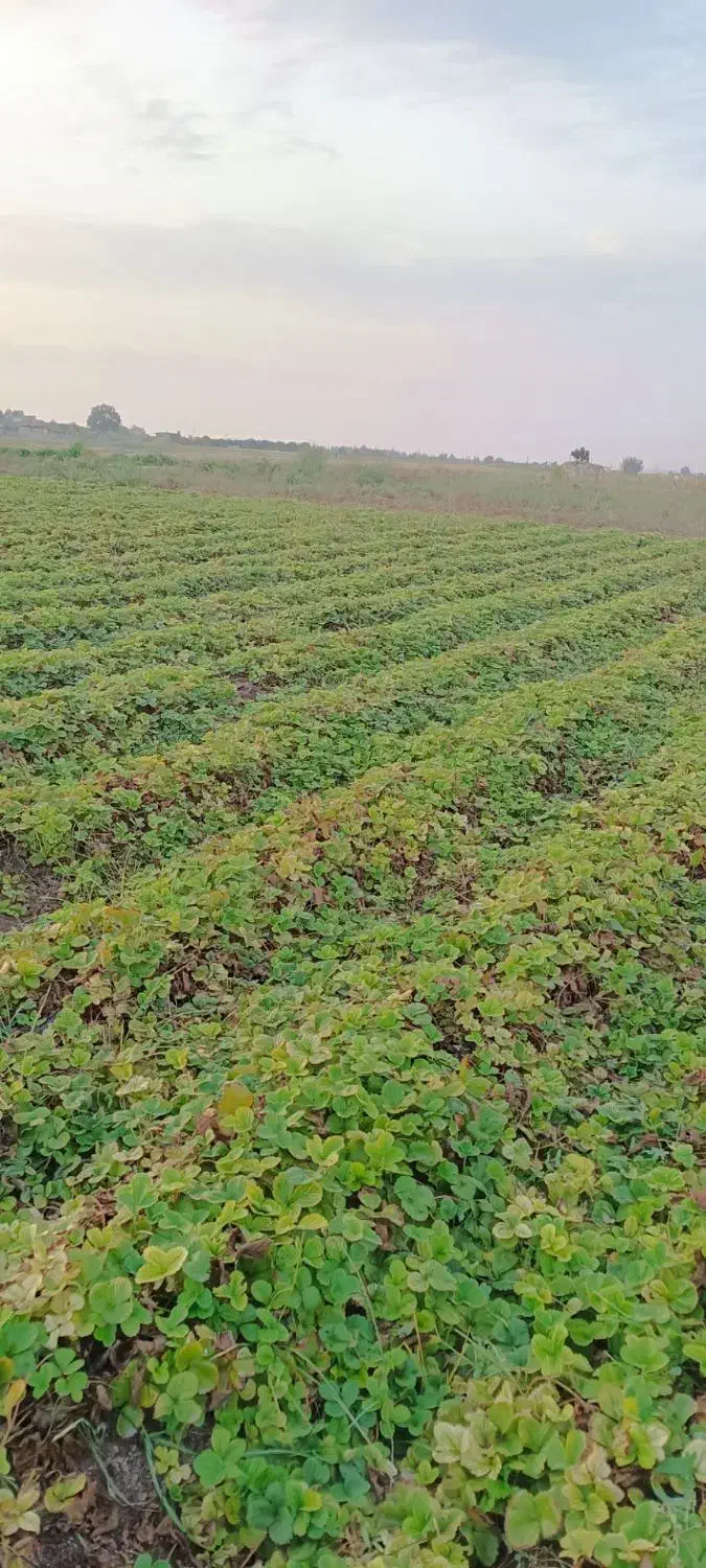 توت فرنگی کاماروس|خدمات باغبانی و درختکاری|خان ببین, |دیوار