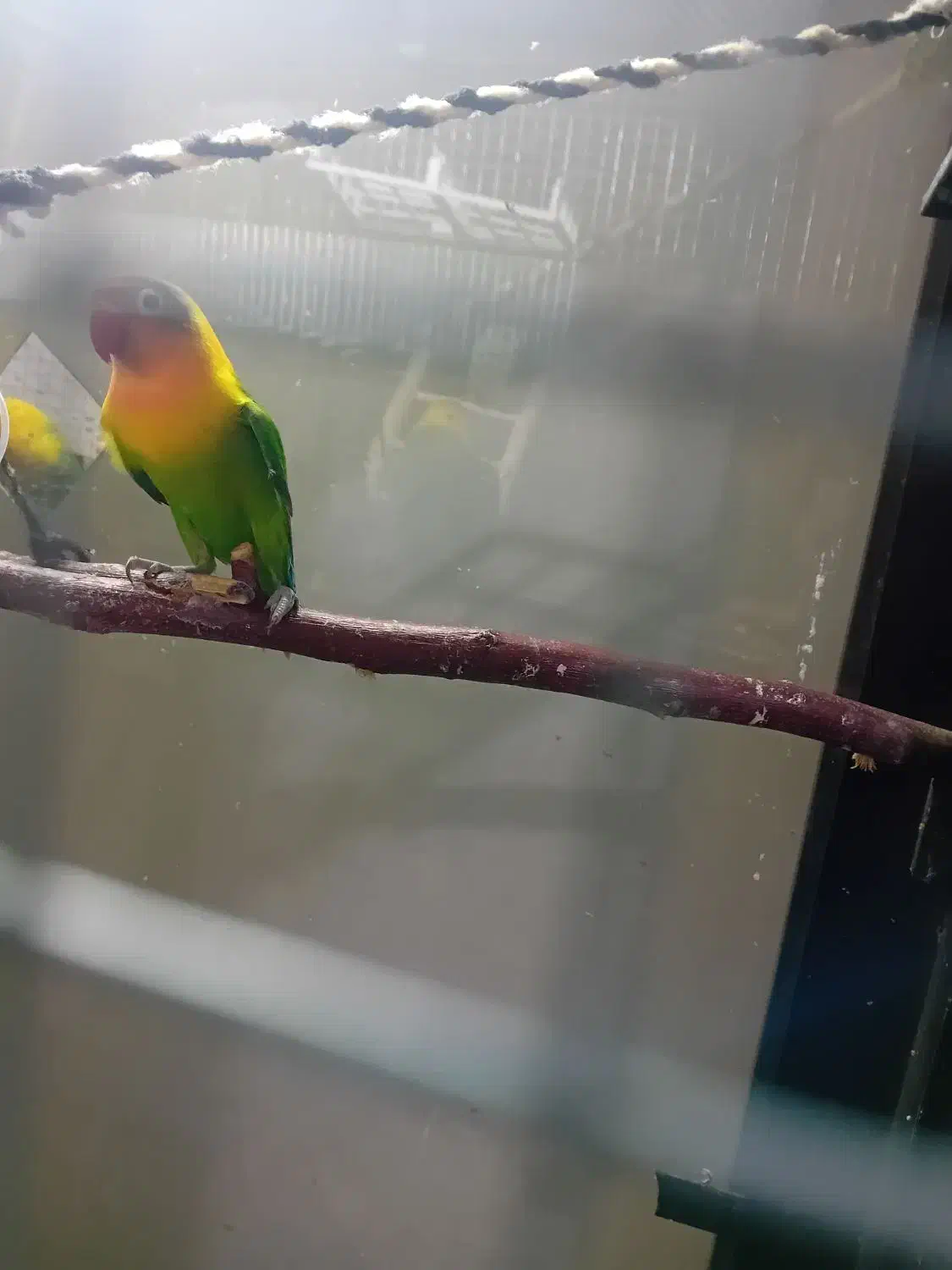 کوتوله برزیلی فیشر بخون|پرنده|تربت جام, شهرک آزادگان|دیوار