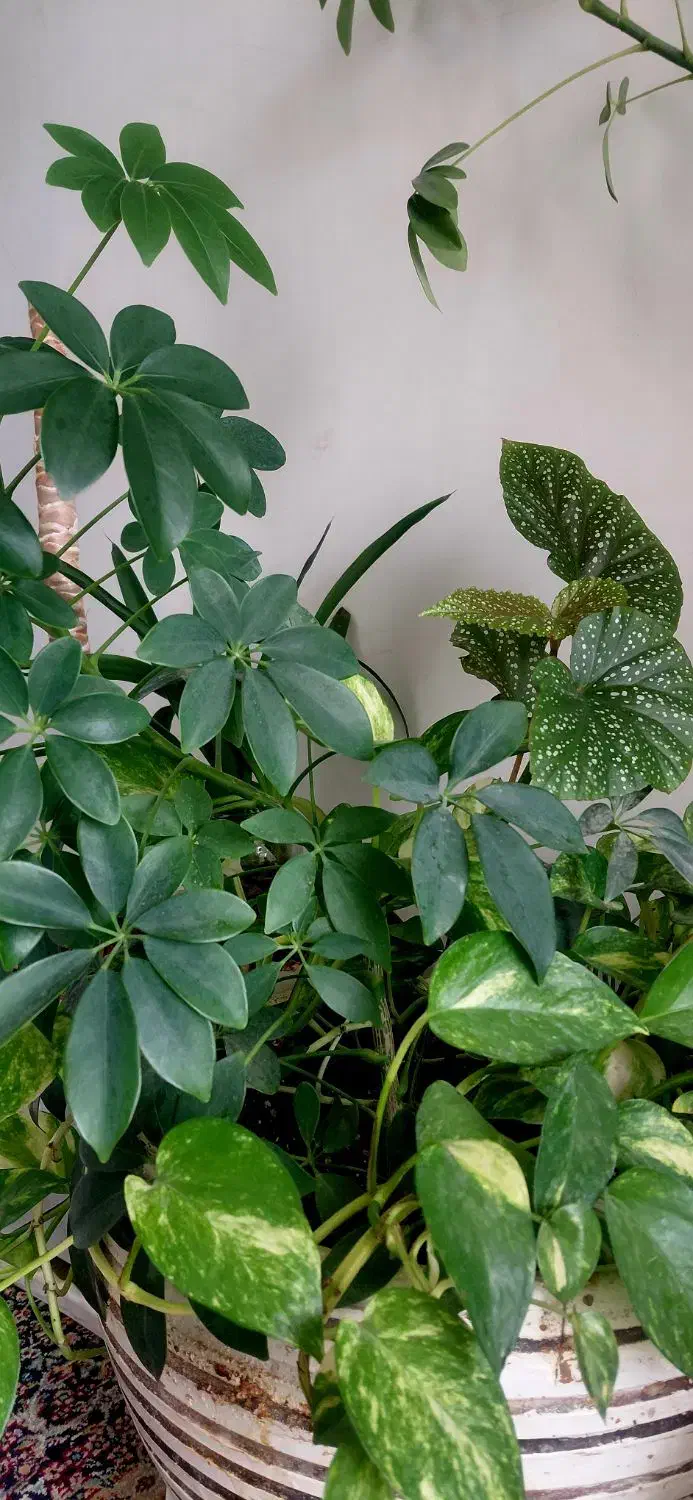 گل طبیعی|گل و گیاه طبیعی|کرمانشاه, |دیوار