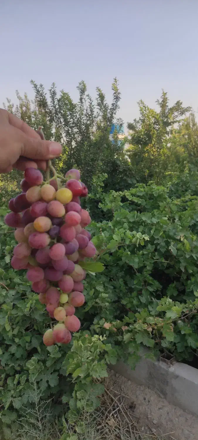 باغ ده حسن|فروش زمین و ملک کلنگی|تهران, آذری|دیوار