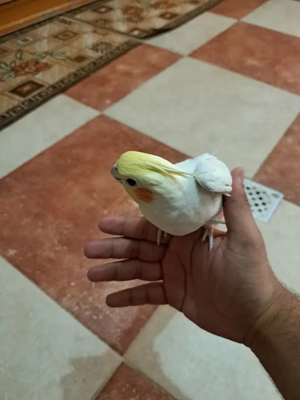 فروش عروس هلندی لوتینو فول رام|پرنده|بم, |دیوار