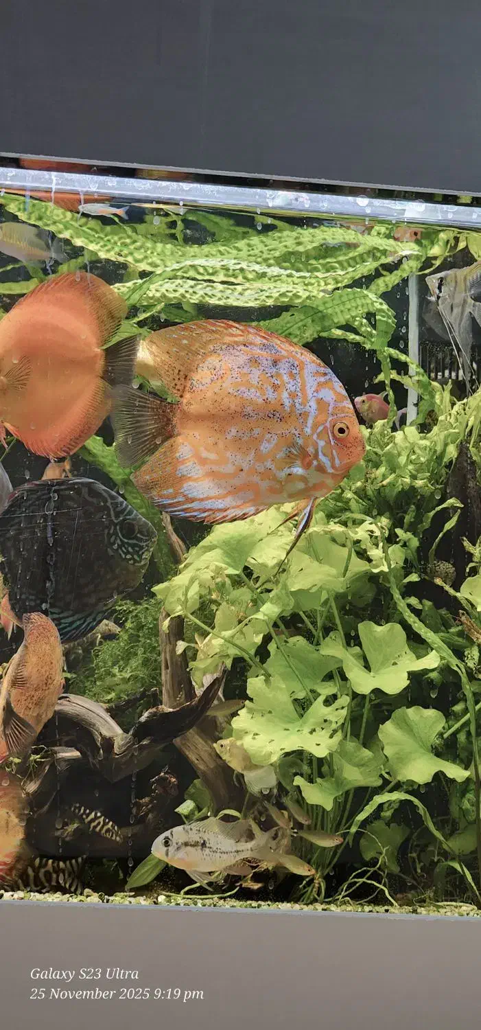 جفت دیسکس مولد|ماهی|کرمان, |دیوار