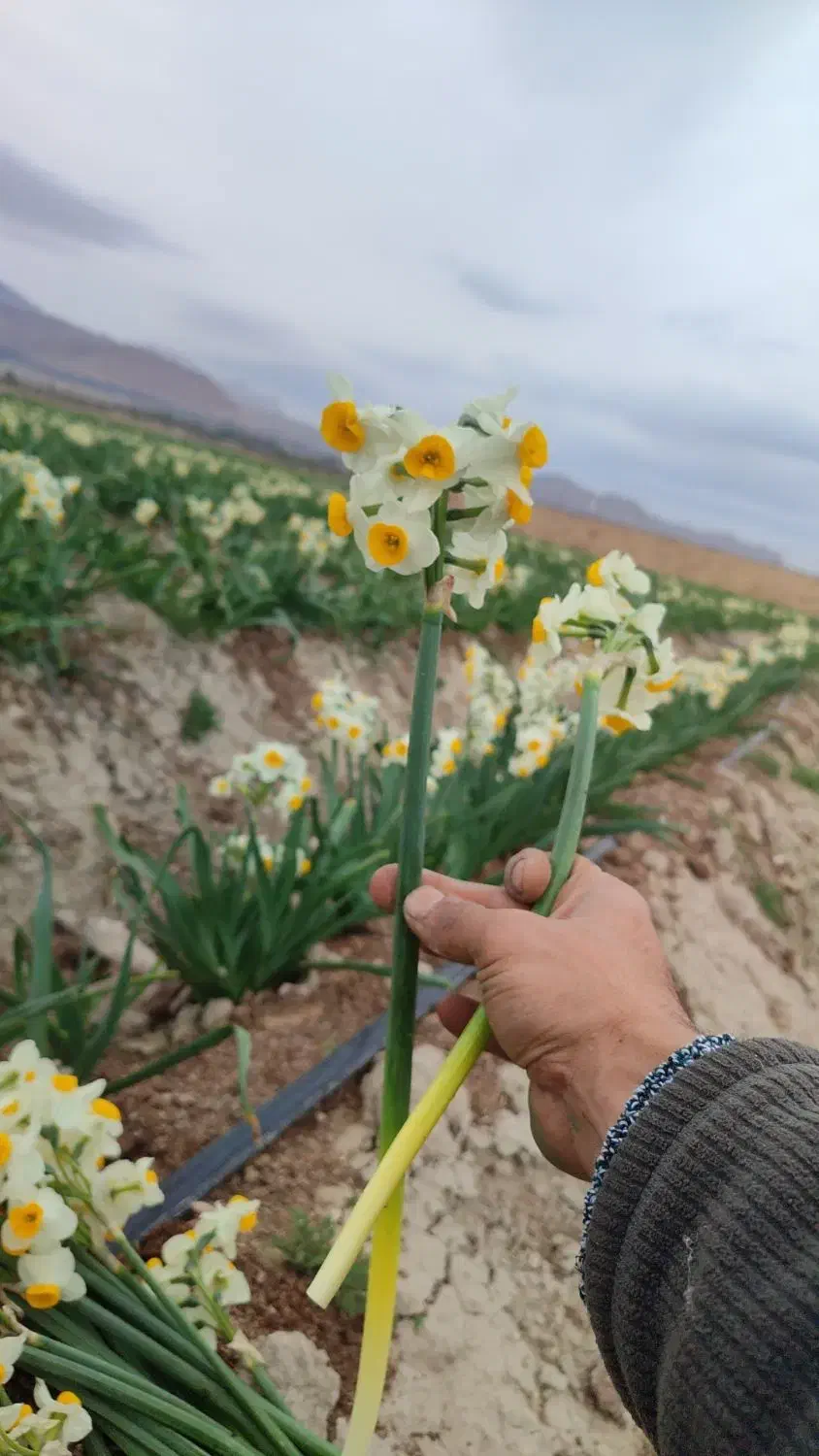 پخش مستقیم گل نرگس از مزرعه به سراسر کشور|گل و گیاه طبیعی|شیراز, جوادیه|دیوار