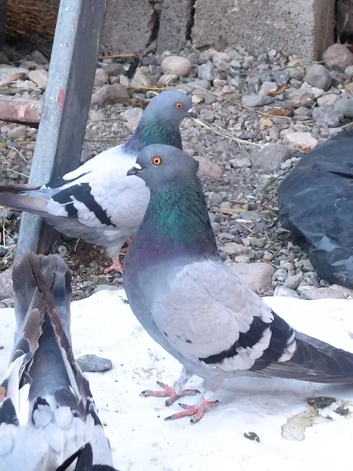 یک سبز کلای ماد چنگ ریز|پرنده|جیرفت, |دیوار