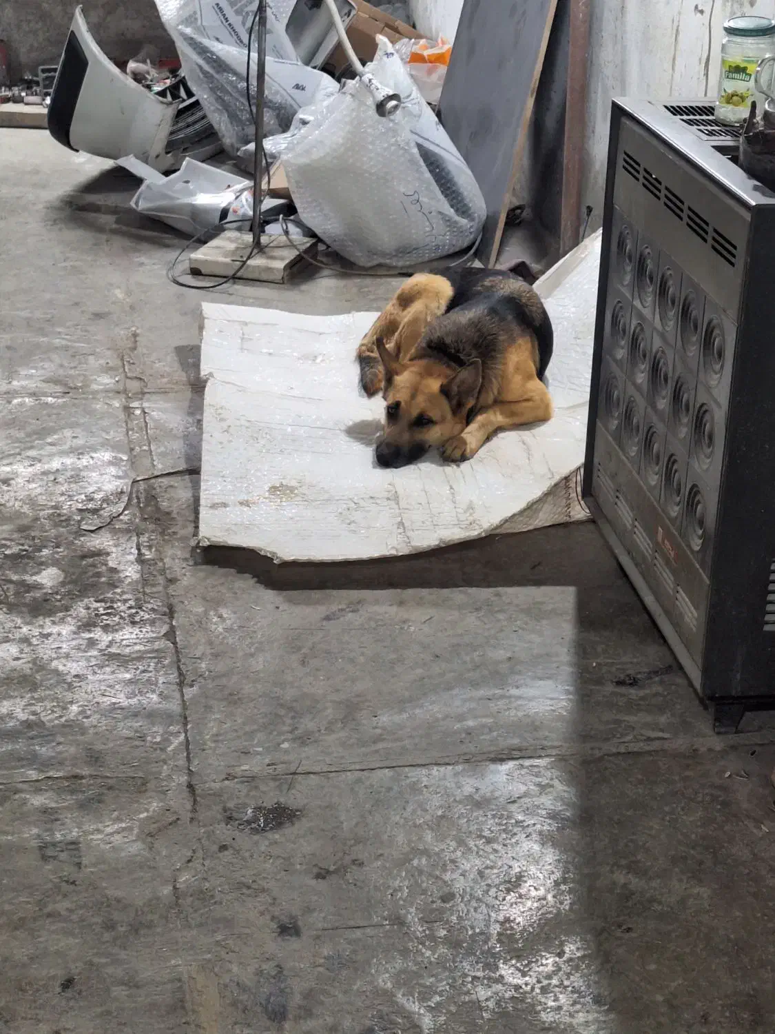 فورشی دوقلاده سک ماده ژرمن وماده هاسکی|سگ|یزد, |دیوار