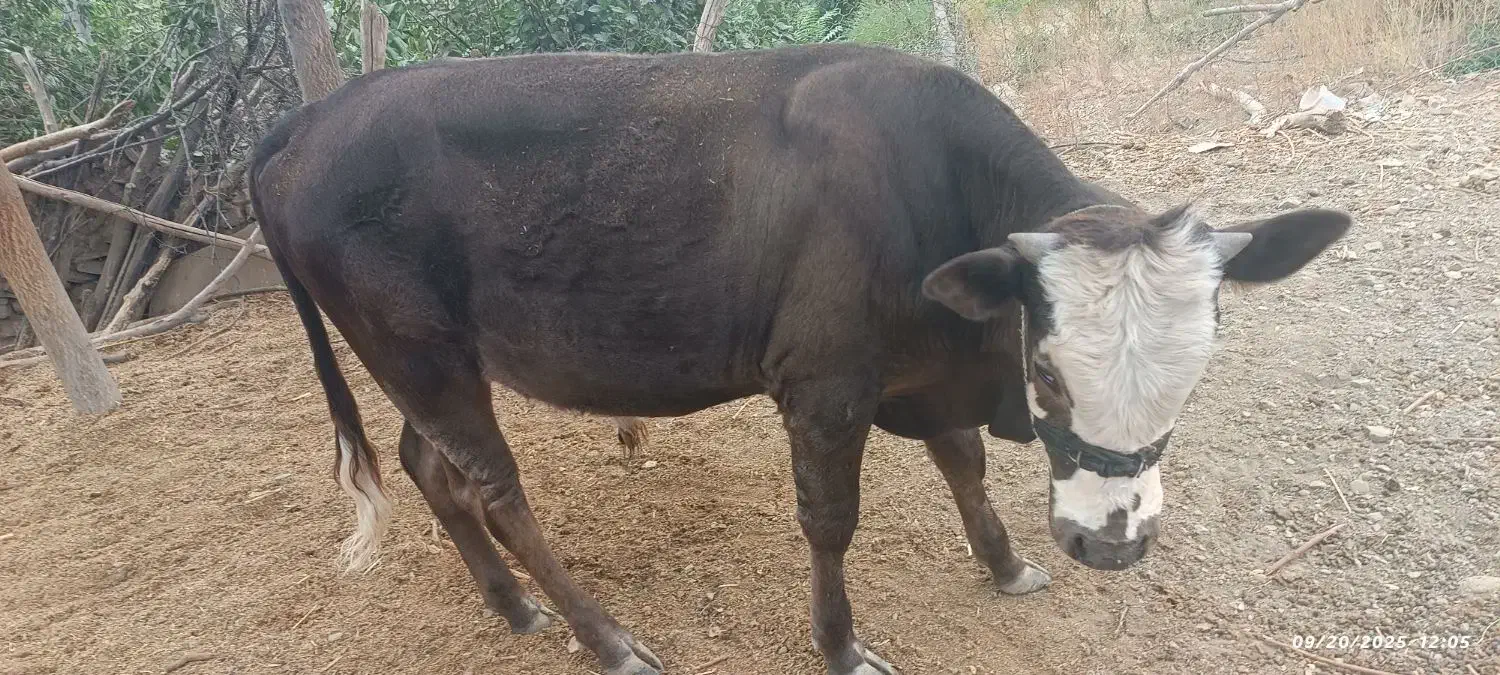 سمینتال نر|حیوانات مزرعه|بجنورد, |دیوار