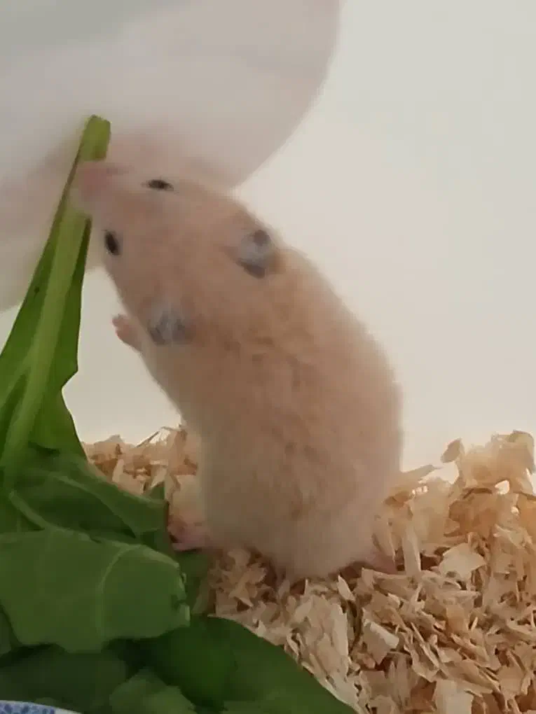 همستر برا فروش|موش و خرگوش|اهواز, کمپلو جنوبی|دیوار