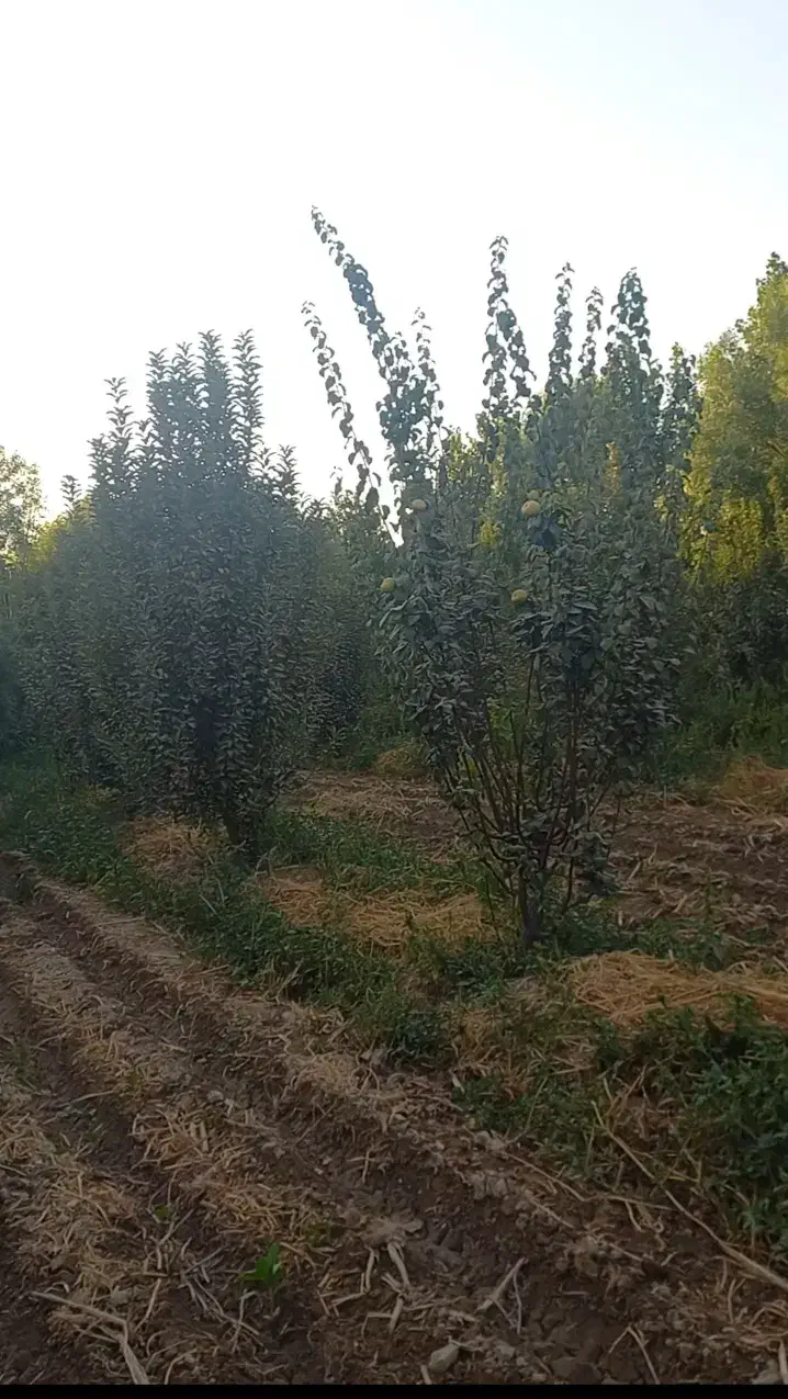 باغ  درختان میوه و زمین کشاورزی|فروش زمین و ملک کلنگی|باغستان, |دیوار