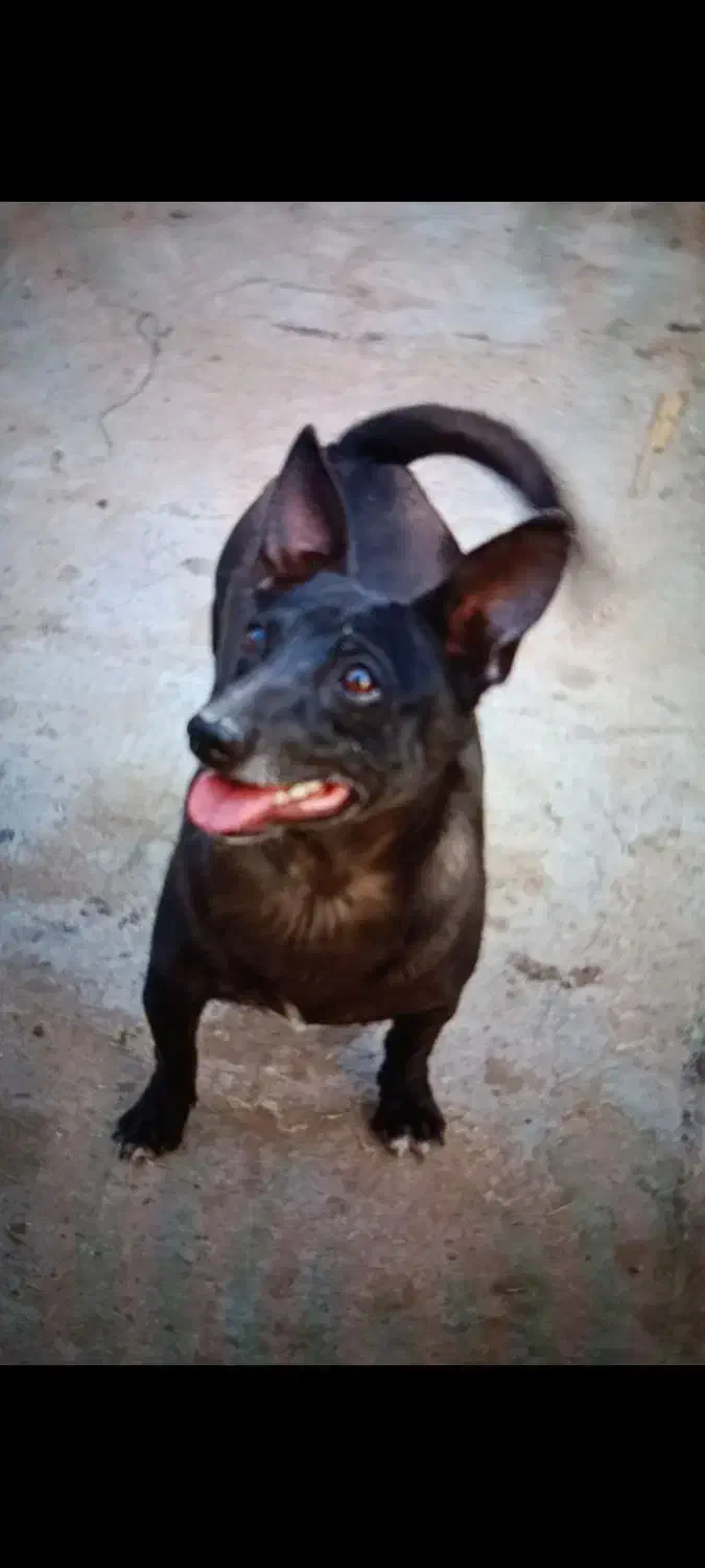 سگ نر پاکوتاه|سگ|زاهدان, |دیوار