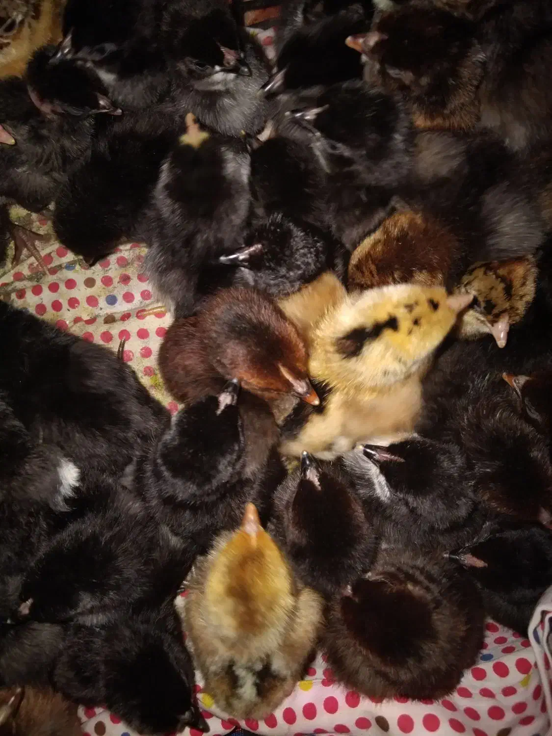 جوجه|حیوانات مزرعه|دهدشت, |دیوار