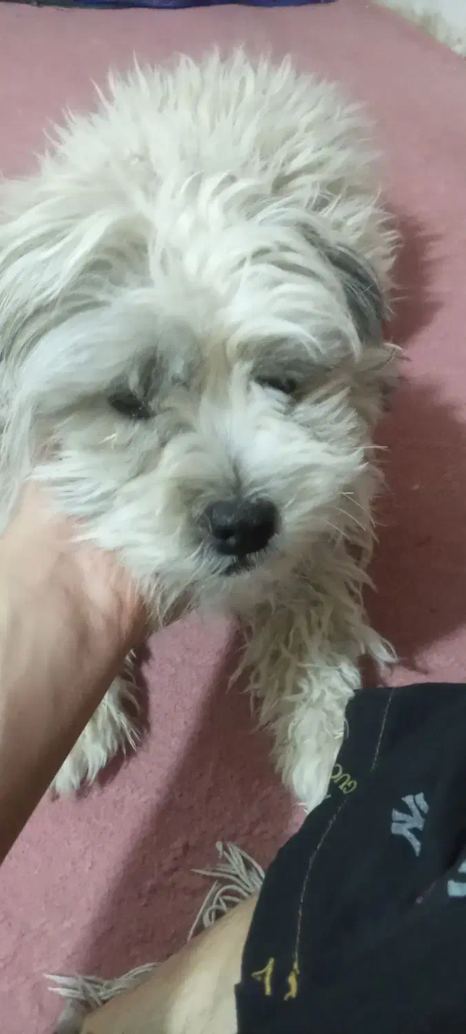 سگهای باهوش معاوضه هم میکنم|سگ|کرمان, |دیوار