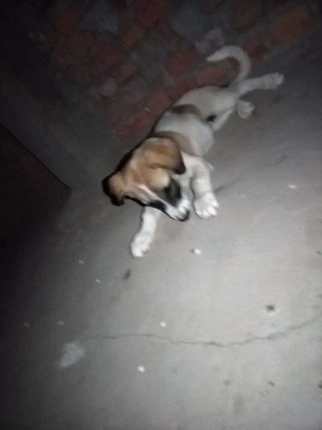 سگ پاکوتاه بازی گوش|سگ|زاهدان, |دیوار