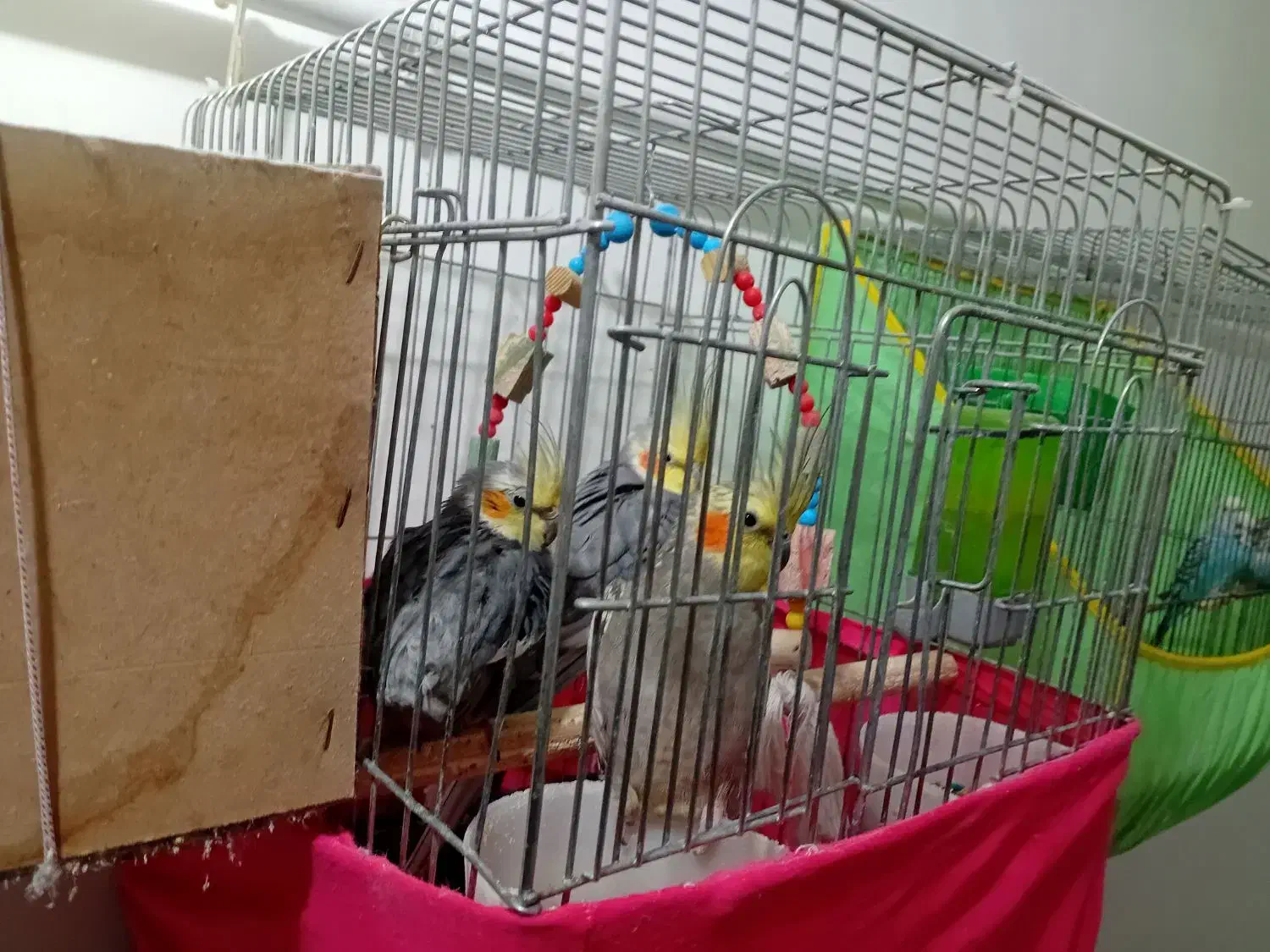 انتقال سرپرستی عروس هلندی ومرغ عشق مولد آماده تخم|پرنده|سلطانیه, |دیوار