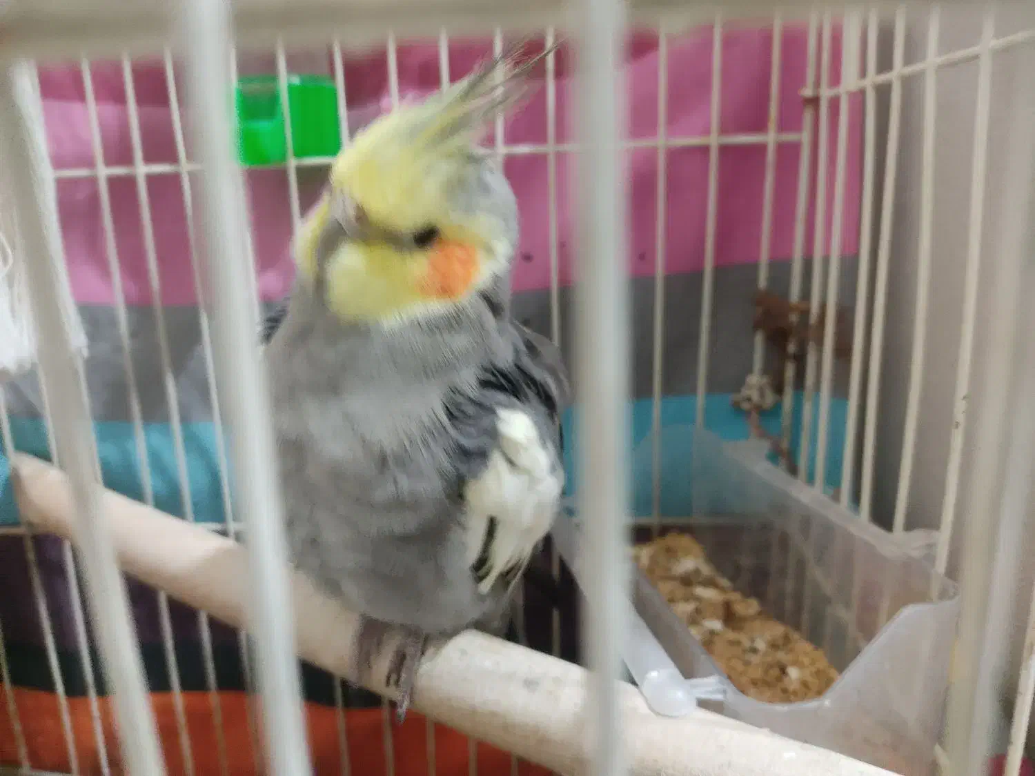 پرنده|پرنده|تربت‌حیدریه, آغوی|دیوار