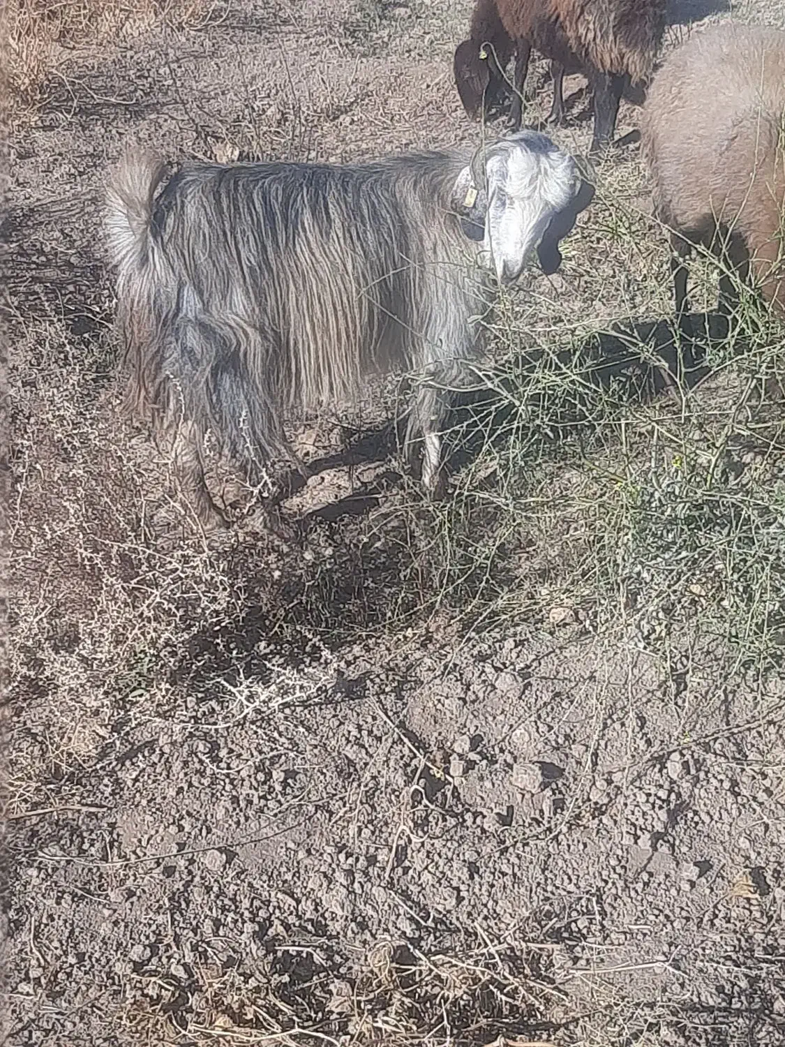 ۴ عدد بزینه|حیوانات مزرعه|بسطام, |دیوار