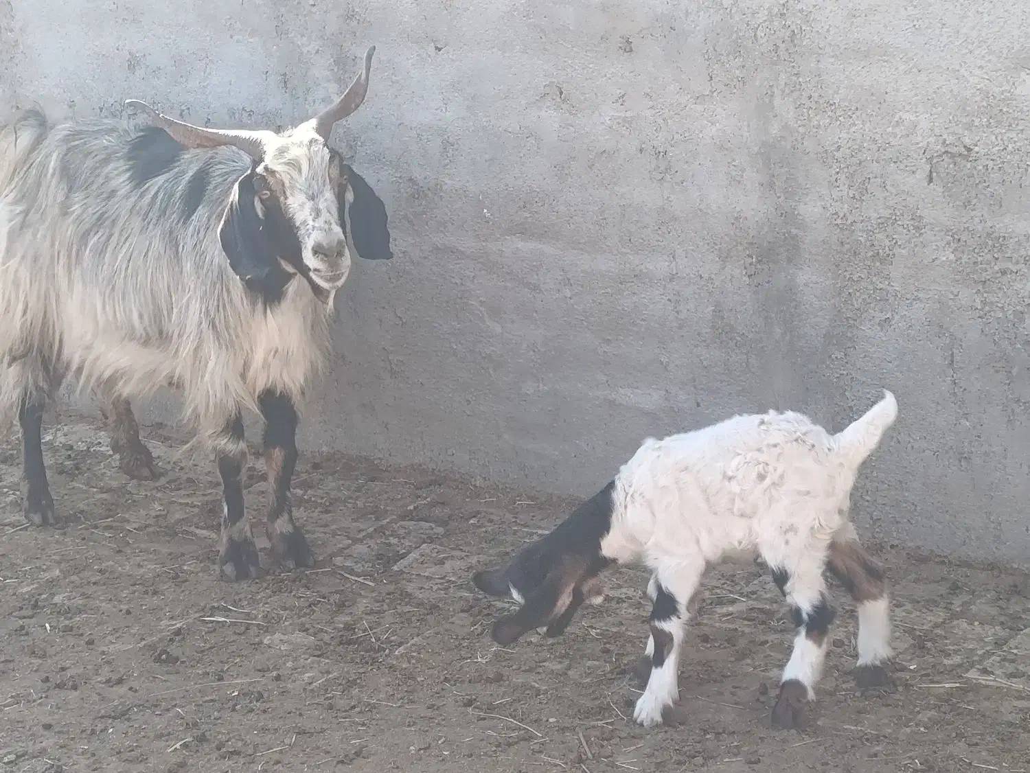 تعدادی بز و بزغاله نر و ماده|حیوانات مزرعه|جعفرآباد, |دیوار