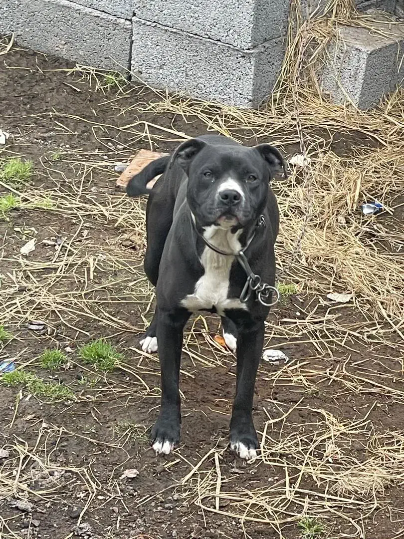 سگ پیتبول مشکی نر گمشده|حیوانات|آستانه اشرفیه, |دیوار