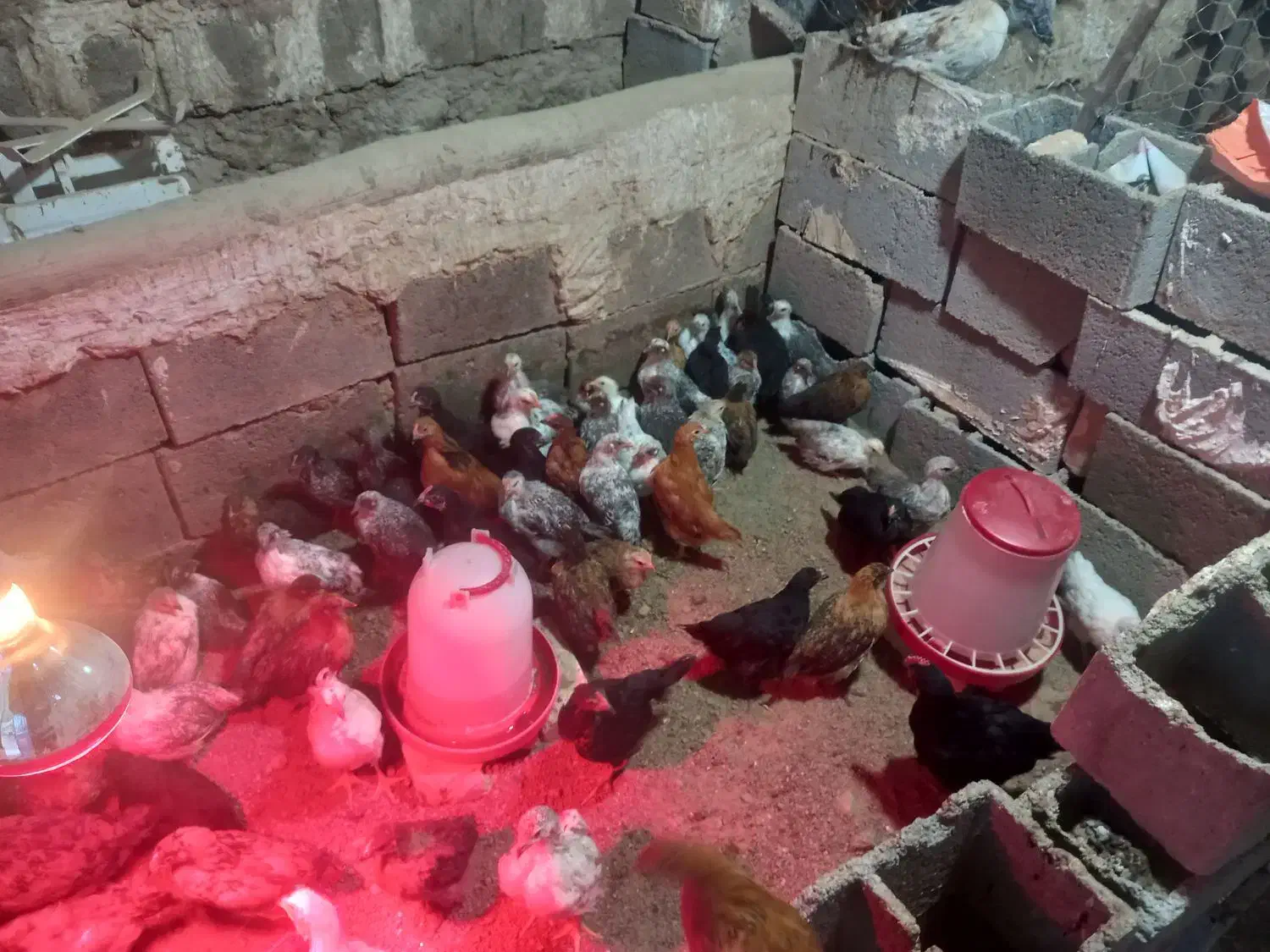 فروش جوجه مرغ تخم گزار گلپایگانی ۲ماهه|حیوانات مزرعه|فلارد, |دیوار