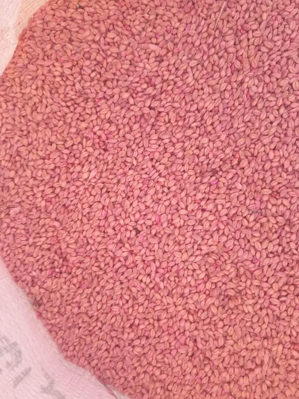 بذر گندم آبی|گل و گیاه طبیعی|شازند, |دیوار