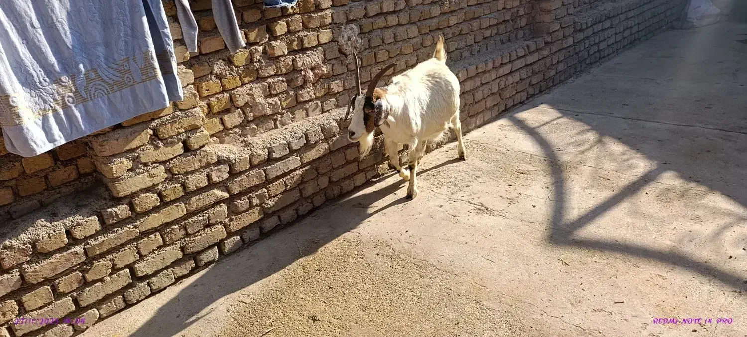 بز آبستن دوقلوزا جوان 55 kilo|حیوانات مزرعه|قزوین, |دیوار