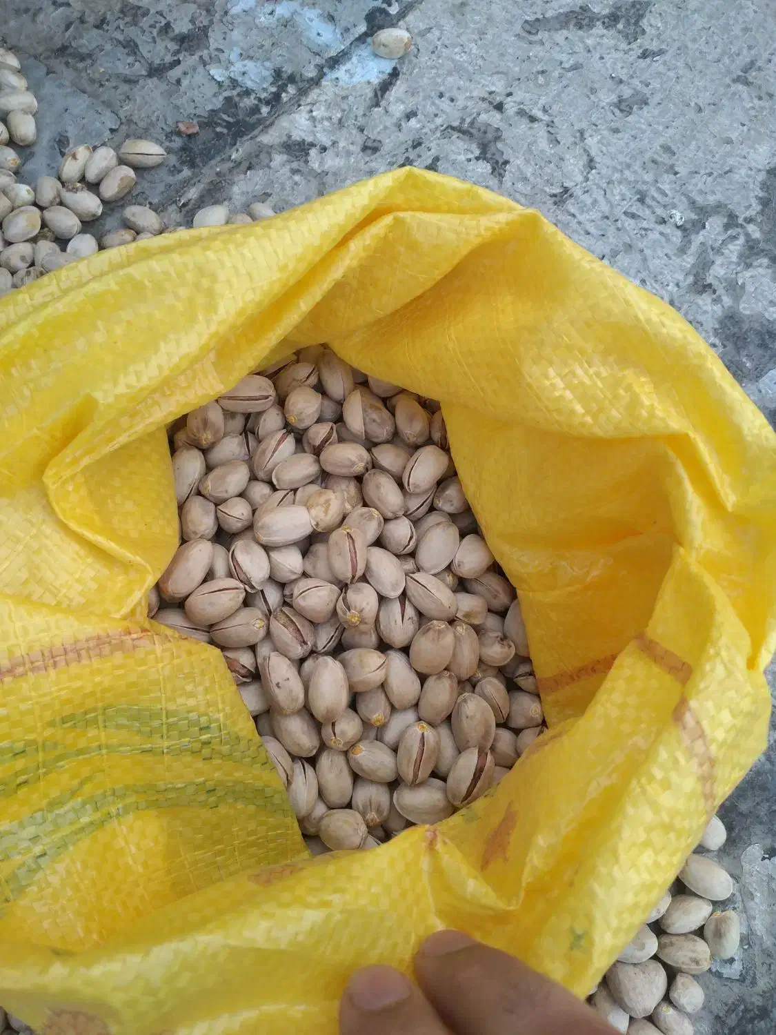 پسته|خوردنی و آشامیدنی|پاکدشت, حصار امیر|دیوار