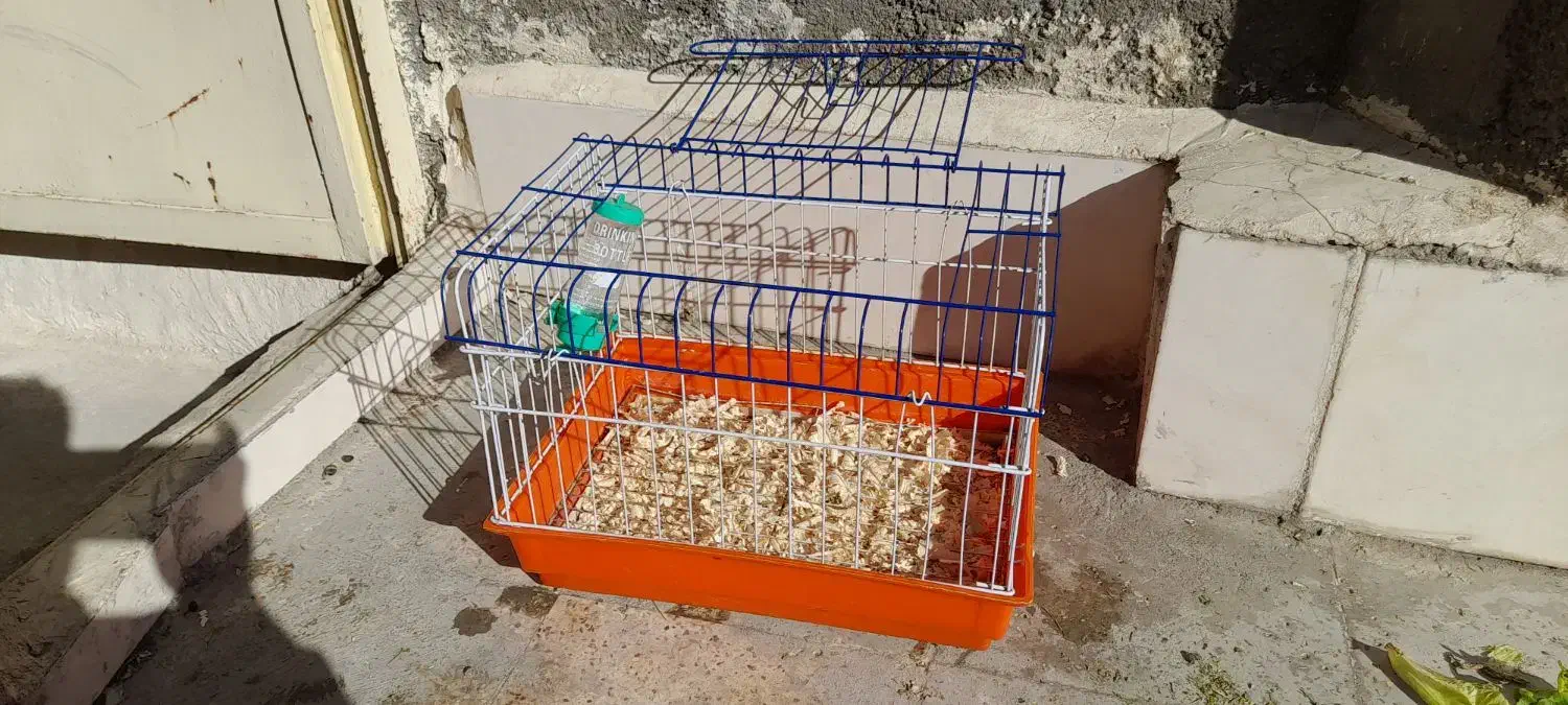 خرگوش لوپ|موش و خرگوش|مشهد, قائم|دیوار