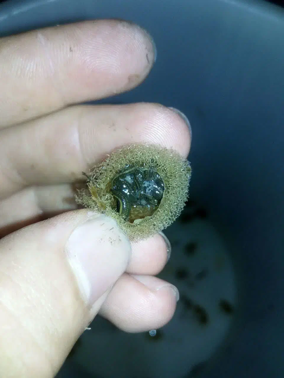 زالو/ طبی /ارایشی /درمانی|آرایشی، بهداشتی، درمانی|برخوار, |دیوار