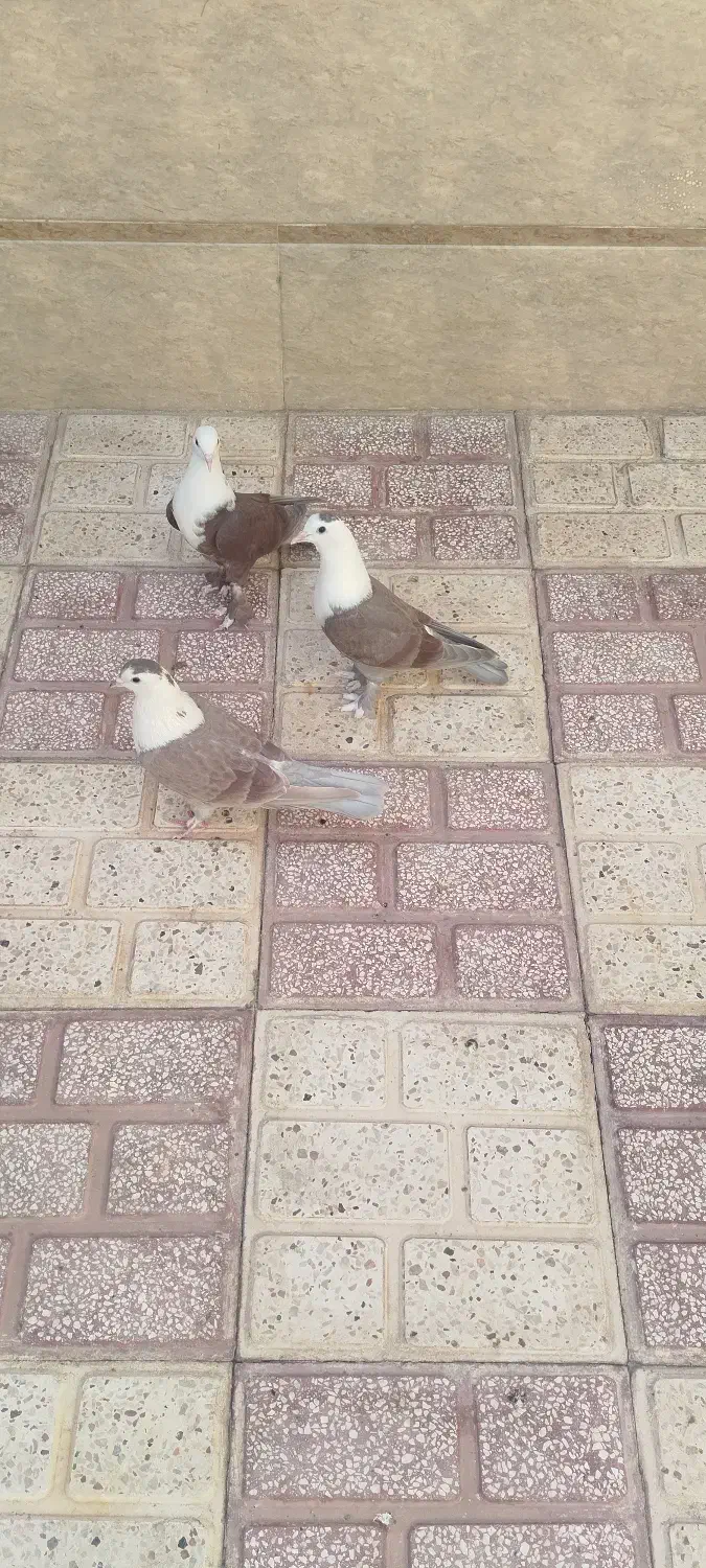 کله سفید|پرنده|سبزوار, قلعهنو دهزار|دیوار