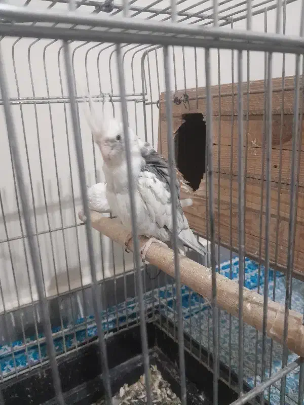 پرنده عروس هلندی|پرنده|کرج, گلدشت|دیوار