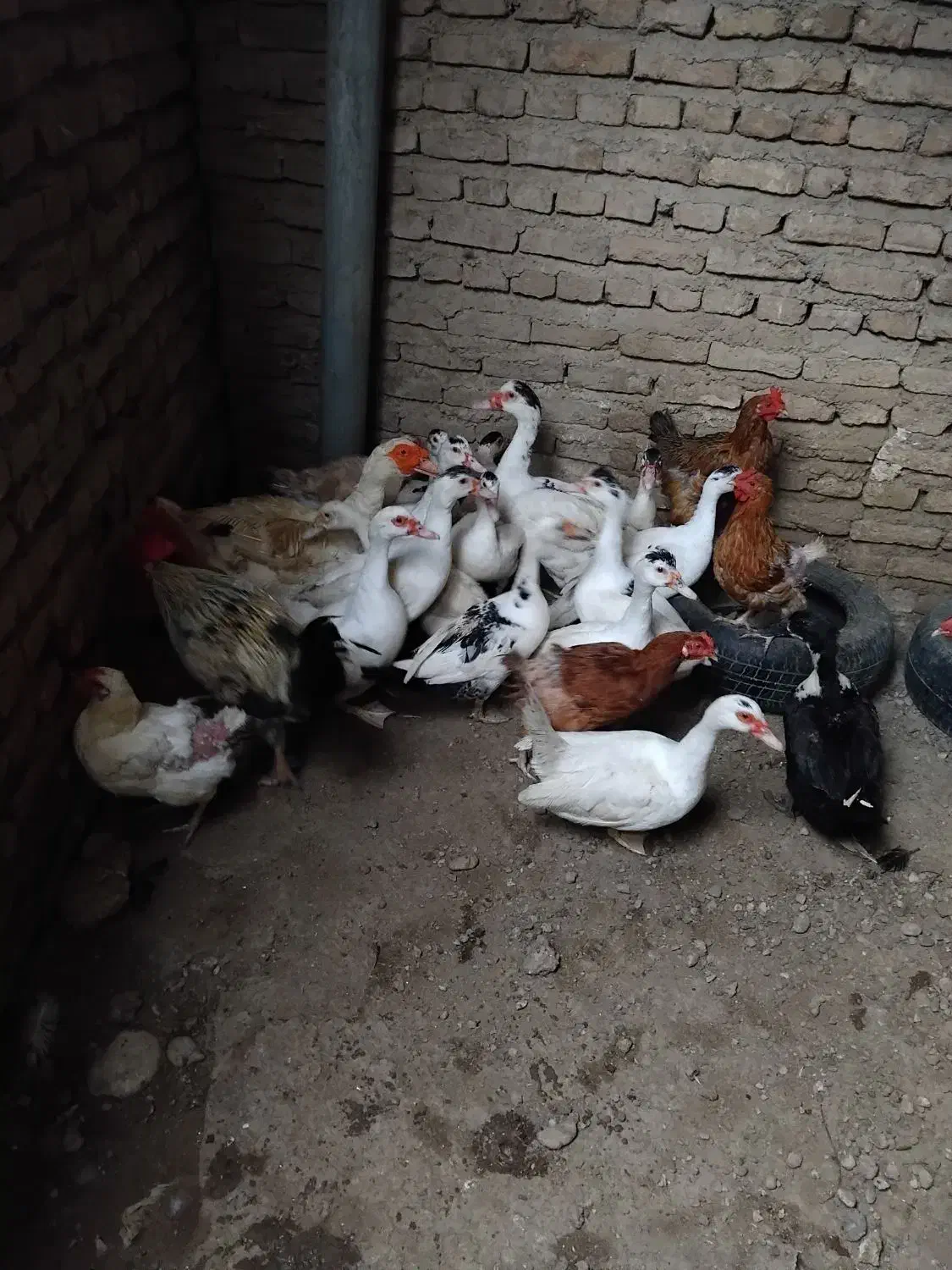 خروس و مرغ محلی|حیوانات مزرعه|ساری, |دیوار