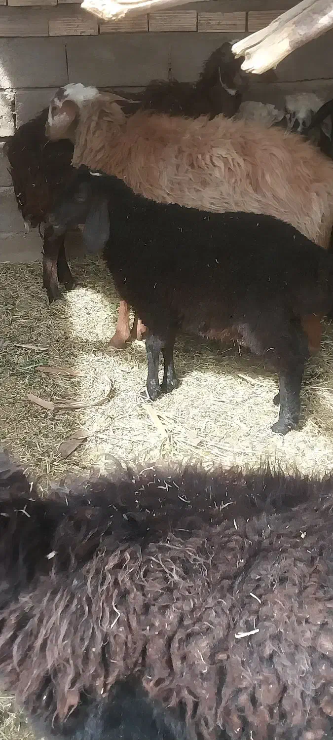 فروش گوسفند نژاد عالی|حیوانات مزرعه|نرماشیر, |دیوار