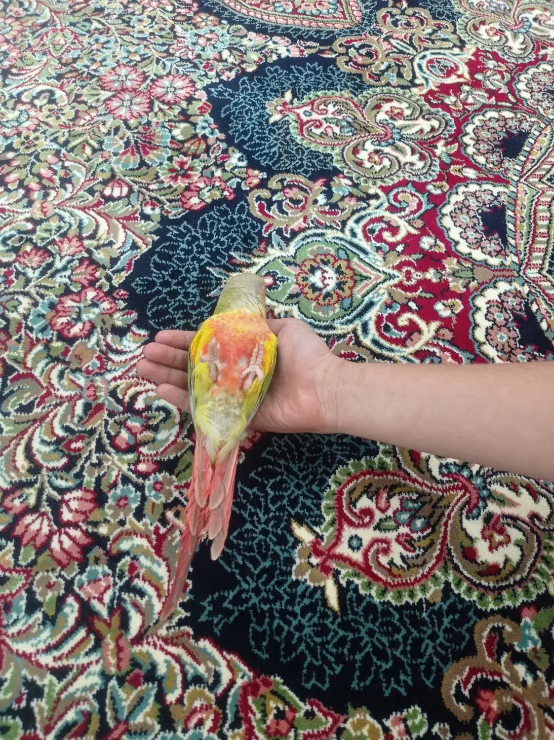 گرینچیک|پرنده|محمدشهر, همایون ویلا|دیوار