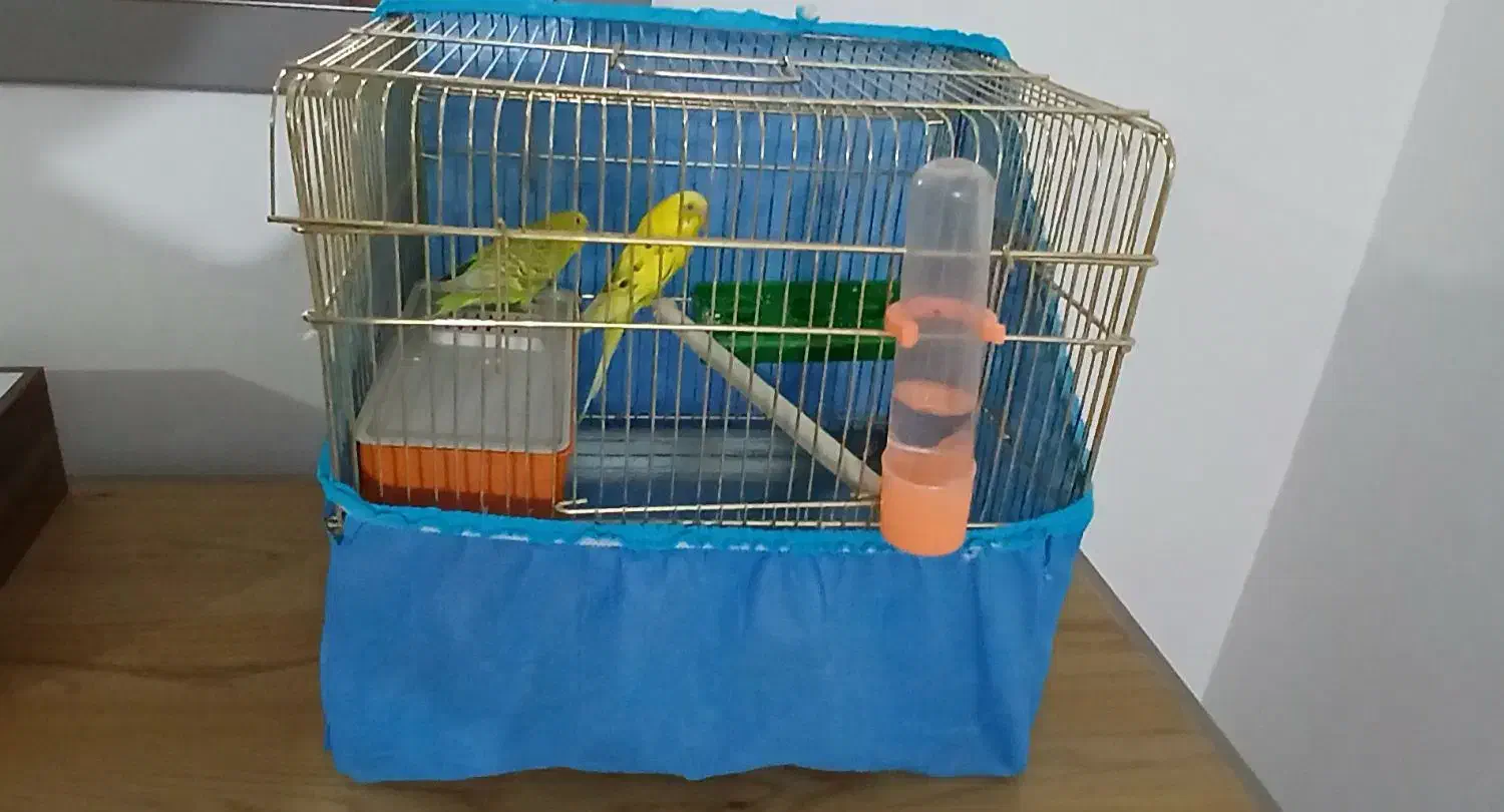 مرغ عشق|پرنده|گرمسار, |دیوار