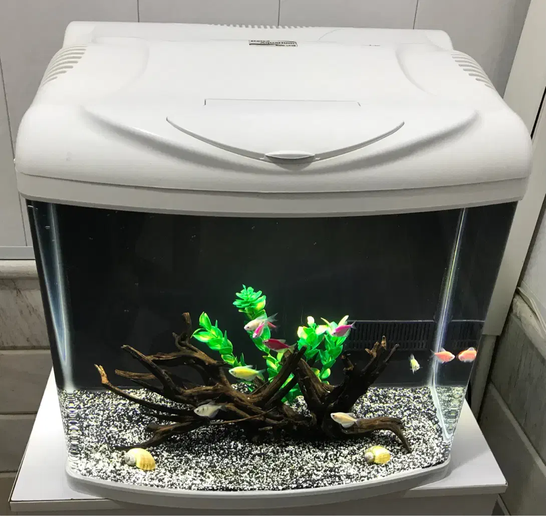 آکواریوم شرکتی دلسا|ماهی|قم, حنیف نژاد|دیوار