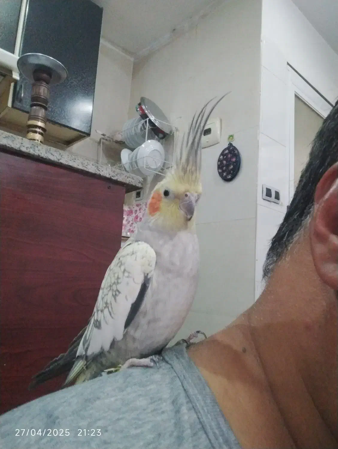 عروس هلندی دستی|پرنده|شیراز, فاضل|دیوار