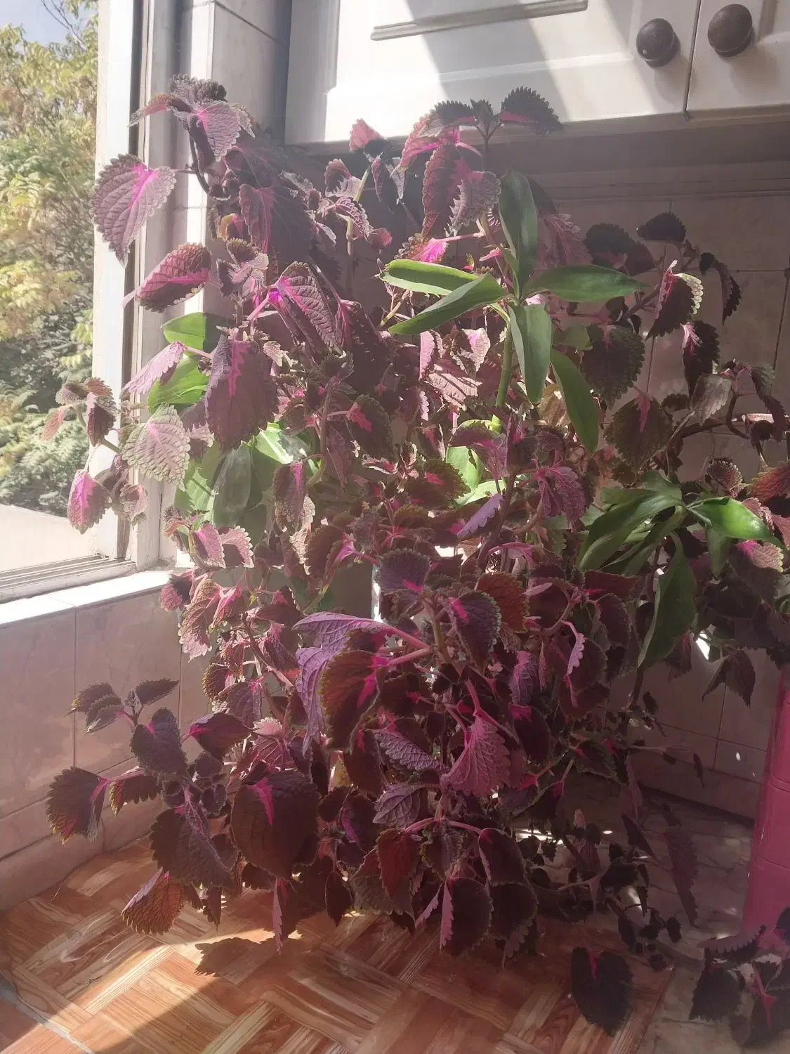 گل حسن یوسف|گل و گیاه طبیعی|مشهد, کوشش|دیوار