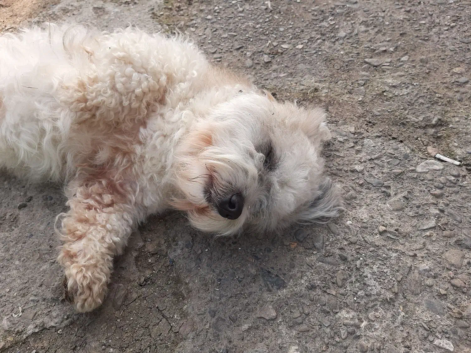 فروش سگ شیتزو تریر  نر|سگ|تهران, دانشگاه شریف|دیوار