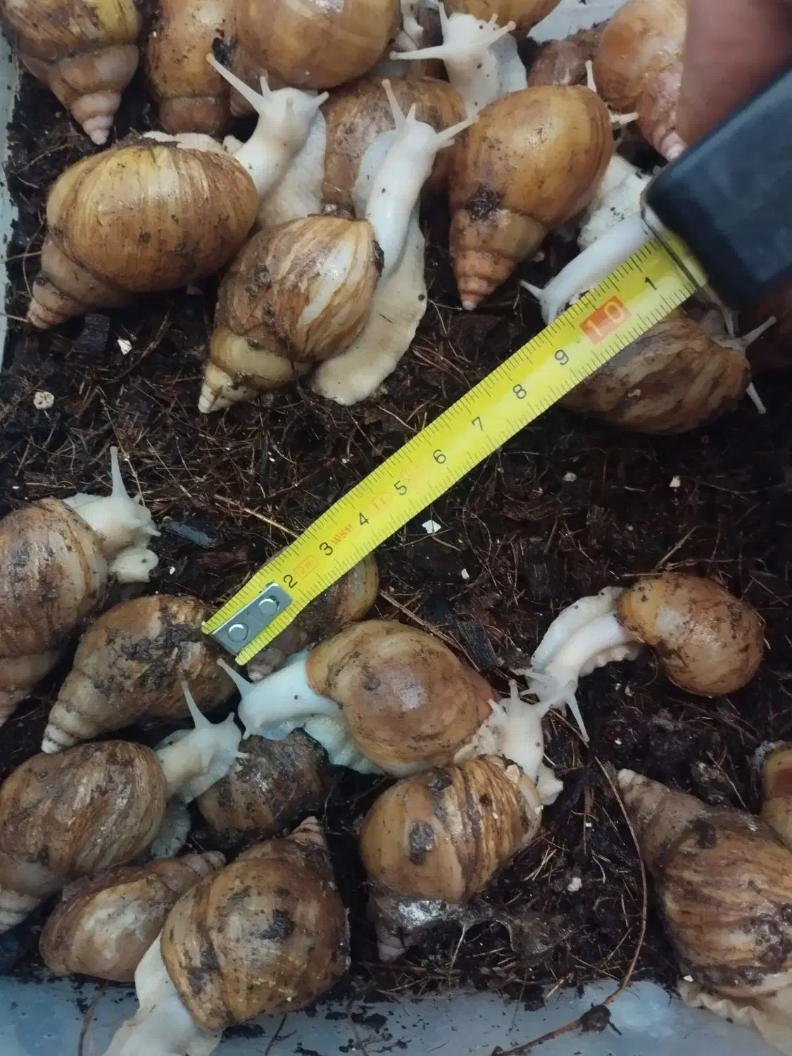 حراج حلزون آلبینو|خزنده|تهران, هفده شهریور|دیوار