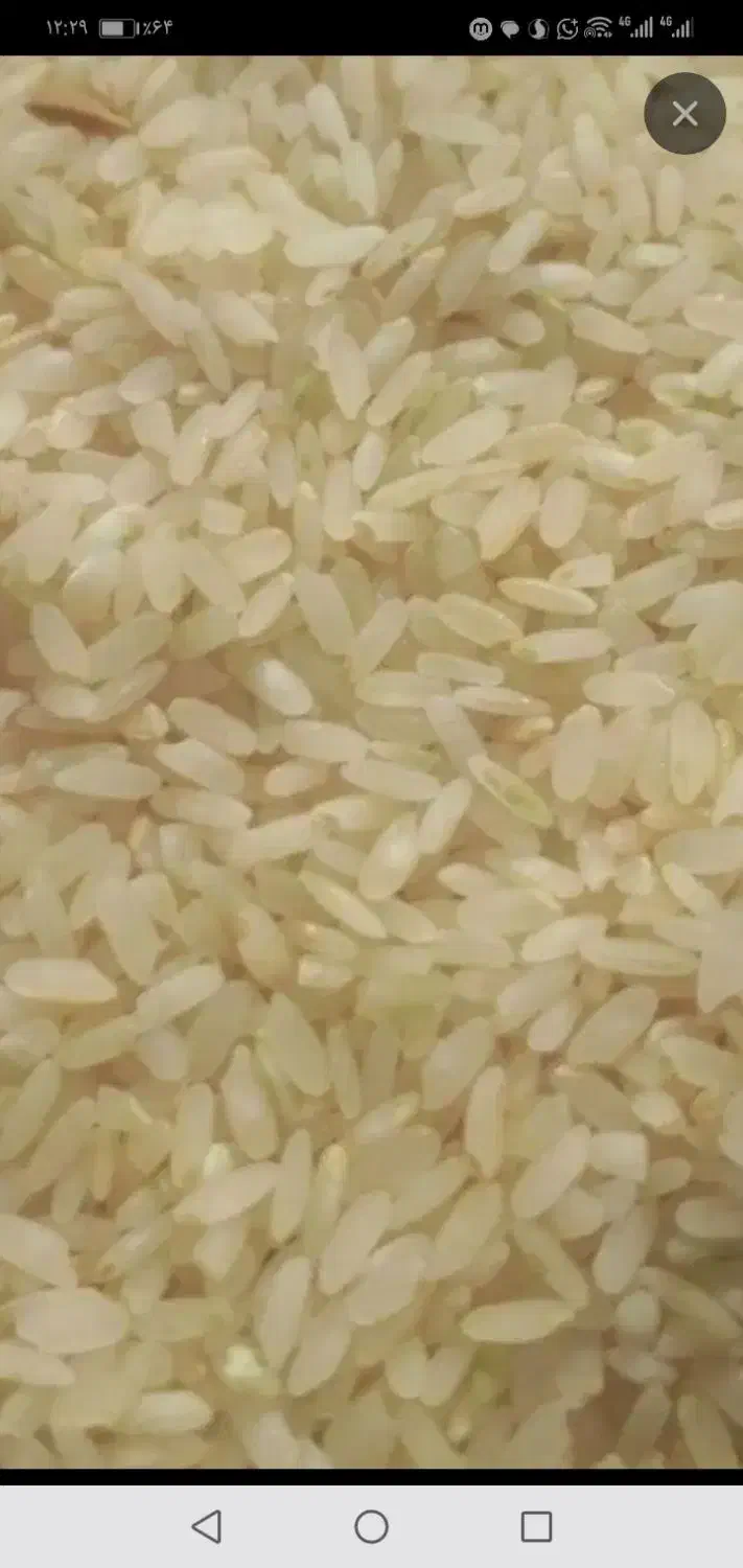 برنج کامفیروزی و فجر نورآبادی|خوردنی و آشامیدنی|شیراز, میانرود|دیوار