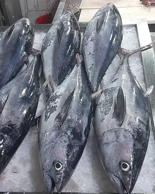 مرکز پخش ماهی به قیمت عمده ماهی هوور و شیر|ماهی|بندرعباس, |دیوار