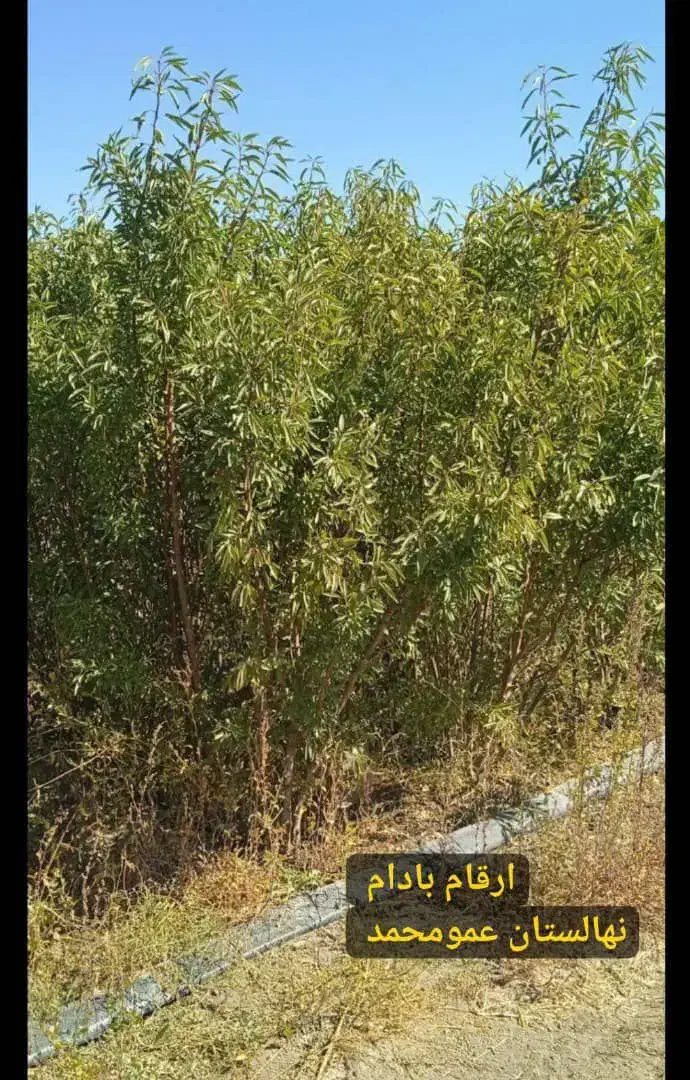 فروش عمده انواع نهال میوه و صنوبر با کیفیت عالی|خدمات باغبانی و درختکاری|داران, |دیوار