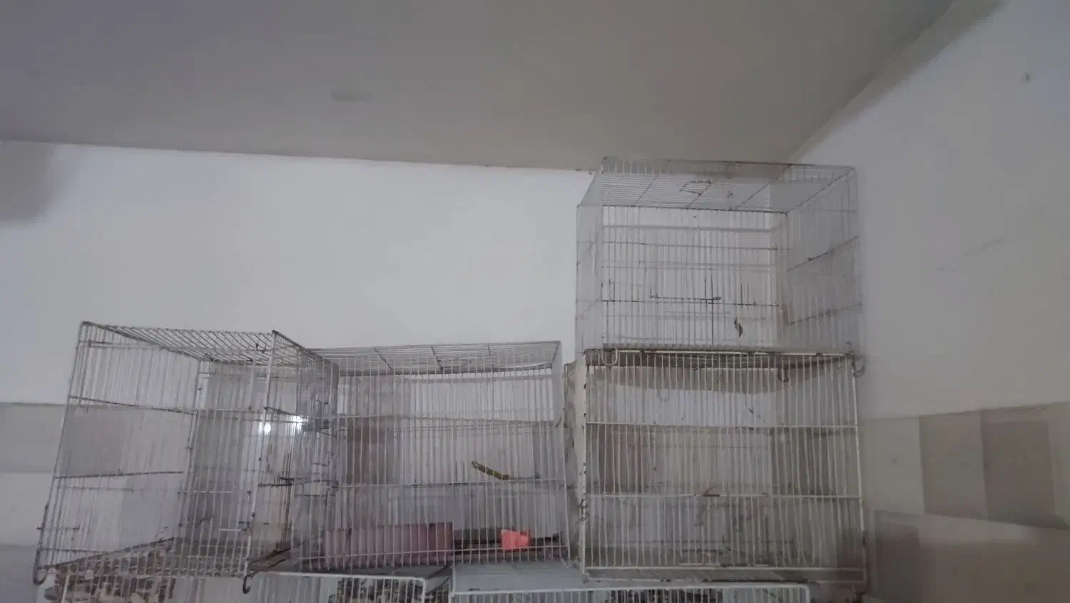 قفس|لوازم جانبی حیوانات|مشهد, ایثار|دیوار