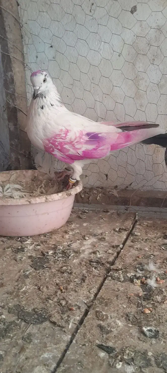 کبوتر تکپر|حیوانات|نگین شهر, |دیوار