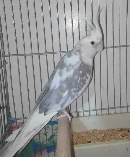 عروس سفید کت توسی|پرنده|قم, زند آباد|دیوار