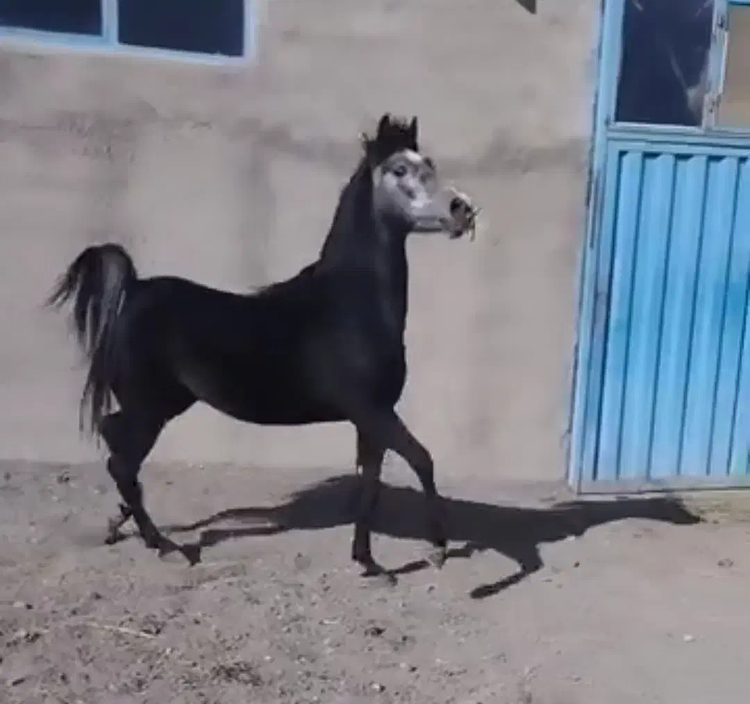 کیان نریان نجیب، سواری دار مجلسی بدون اخلاق بد|اسب و تجهیزات اسبسواری|خوانسار, |دیوار