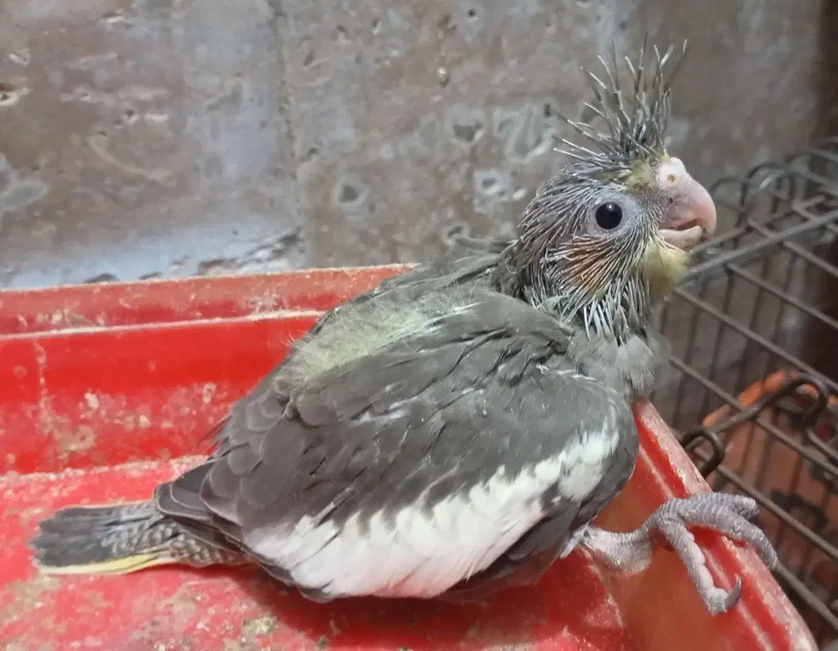 جوجه عروس هلندی|پرنده|بندرعباس, |دیوار