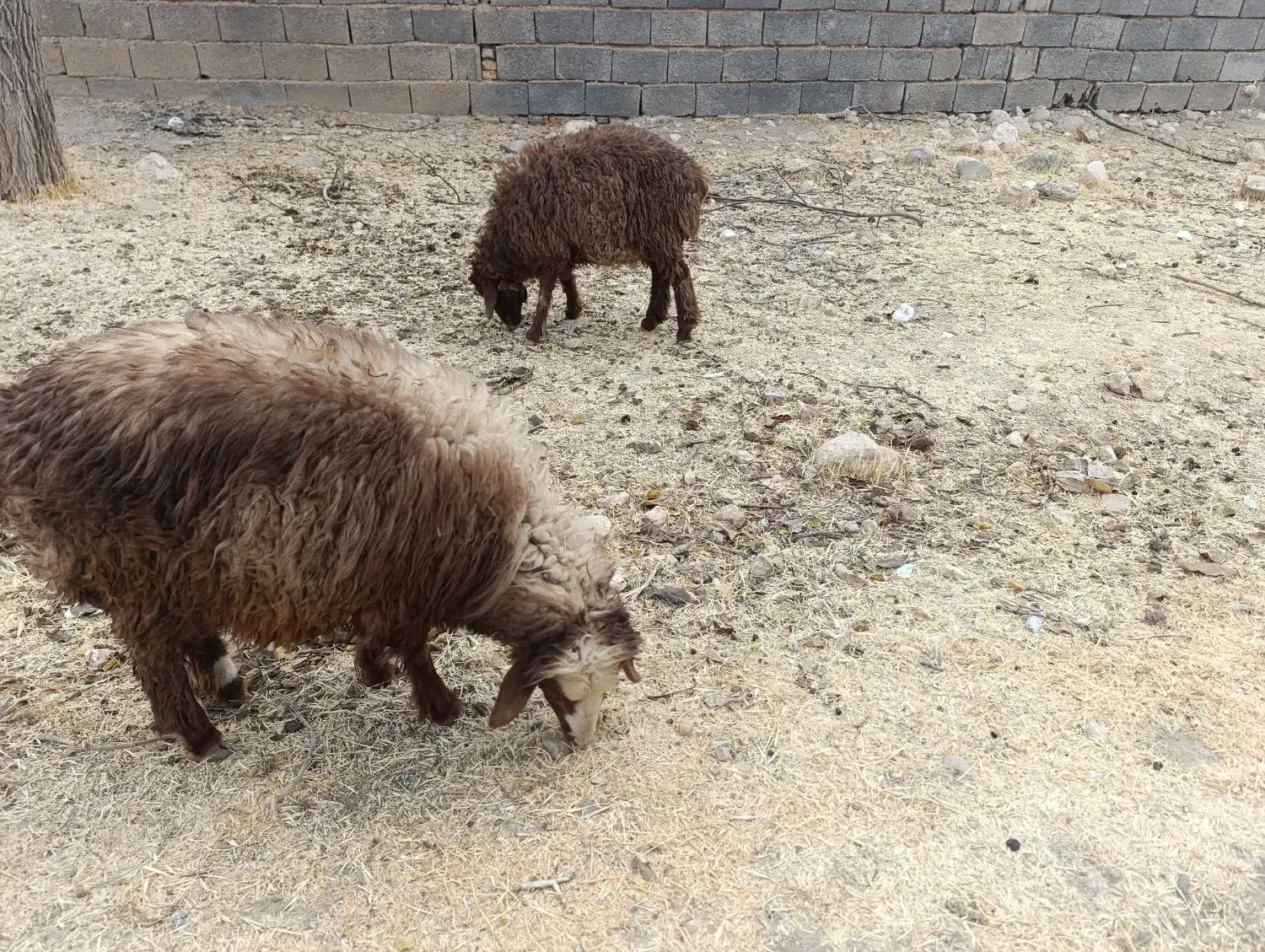 بره لاغر گله آیی مناسب داشت و پروار|حیوانات مزرعه|سرچهان, |دیوار