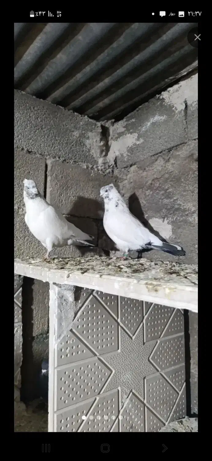 کفتر|پرنده|سردرود, |دیوار