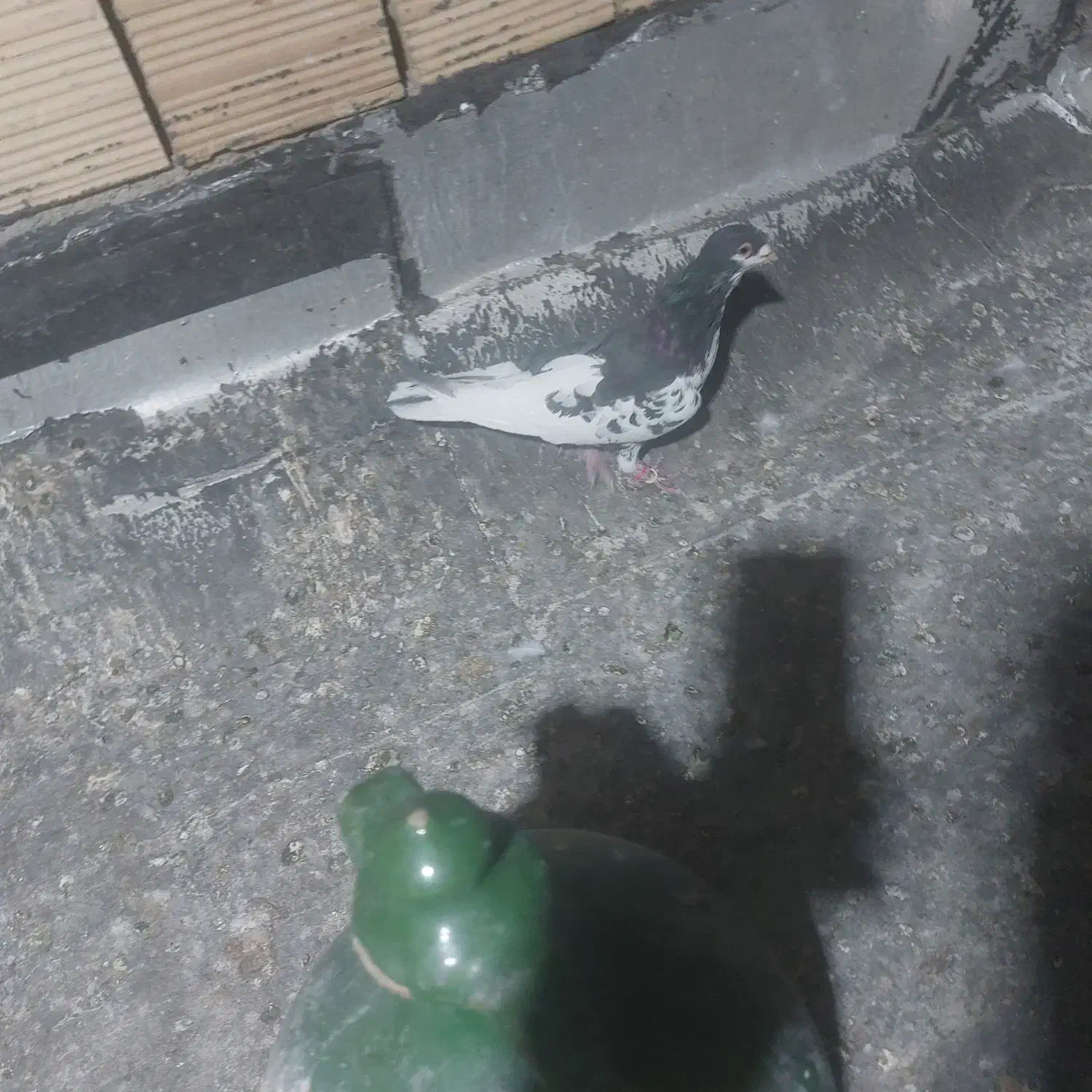 یال|پرنده|مرودشت, تامین اجتماعی‎|دیوار